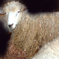 vlna