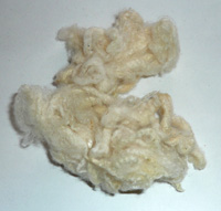 vlna
